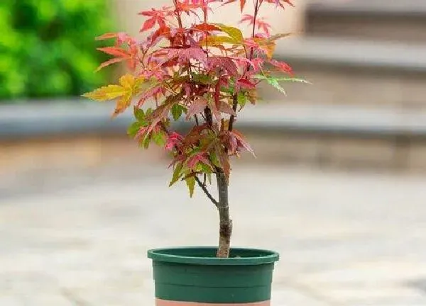 盆景|红枫下山桩的栽培方法（新买红枫老桩造型方法与种植技术）