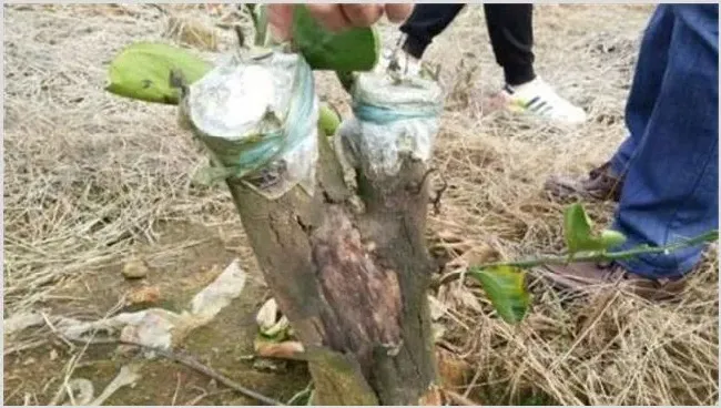 柑桔的嫁接时间和方法 | 种植资料