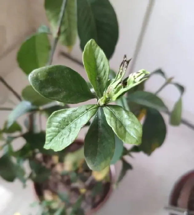 叶蔫|栀子花叶子尖发黑枯萎像烧焦怎么解决（叶片边缘焦枯原因）