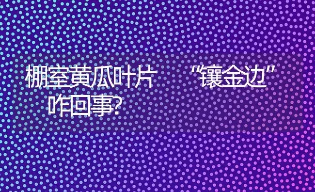 棚室黄瓜叶片 “镶金边” 咋回事? | 蔬菜种植