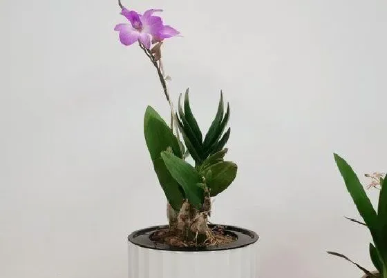 秋天植物|石斛秋天怎么养护