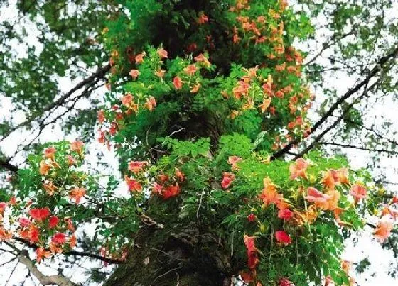 植物施肥|凌霄花施什么肥最好