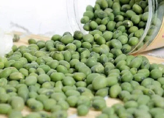 植物播种|青豆什么时候播种
