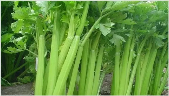 夏季芹菜种植技术讲解 | 自然知识