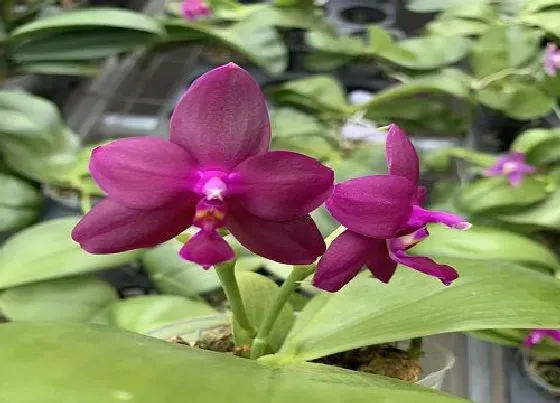 植物修剪|蝴蝶兰开花后怎么修剪