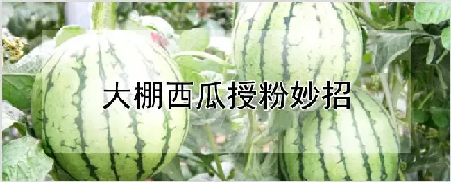 大棚西瓜授粉妙招 | 农业科普