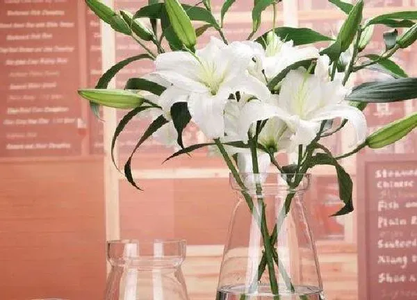 养殖方法|百合花可以水培吗 水培百合花的养殖方法