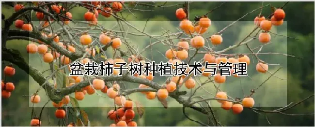 盆栽柿子树种植技术与管理 | 养殖技术