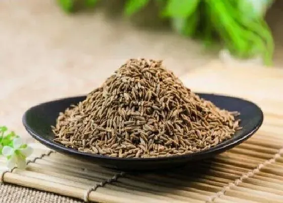 植物播种|茴香怎么留种子