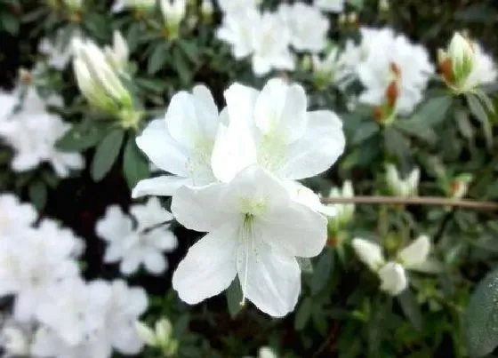 植物百科|杜鹃花是几年生植物