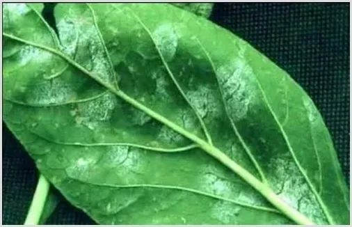 甜椒白粉病的防治方法 | 植物病害