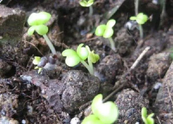 植物发芽|冬天菜种子几天发芽