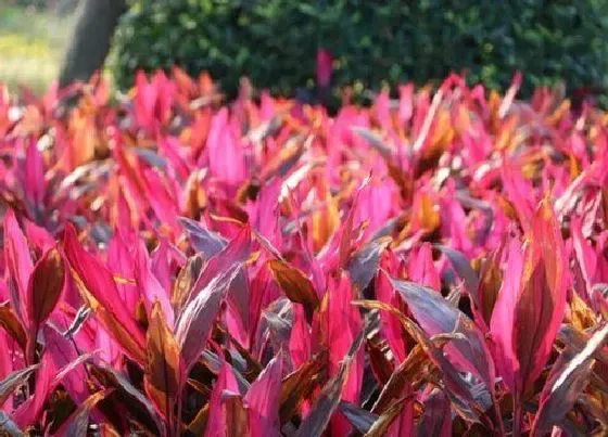植物种类|亮叶朱蕉是草本还是木本