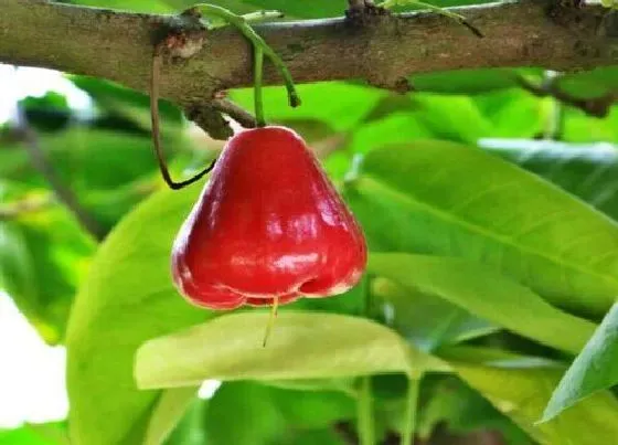 植物产地|莲雾是哪里的特产