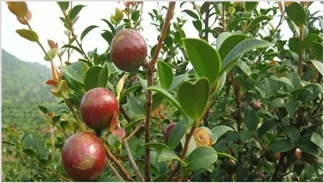 油茶高产栽培要点 | 农业技术