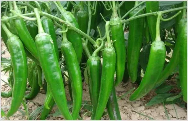 辣椒疮痂病的症状发病原因及防治方法 | 种植技术