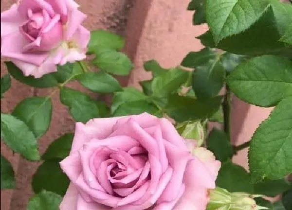 植物浇水|蔷薇多久浇一次水
