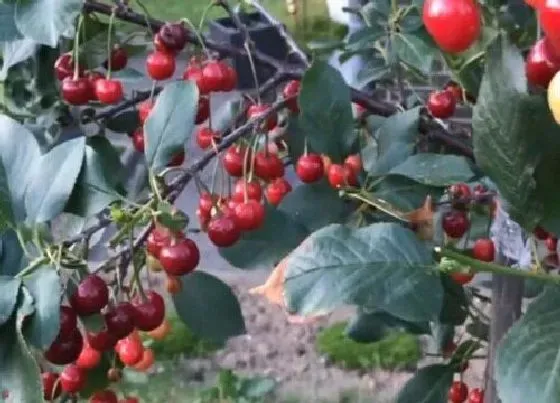 植物百科|樱桃生长在什么地方