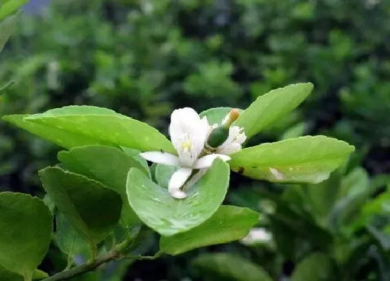 植物百科|柠檬开花吗 开的花是什么样子