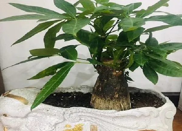 植物换土|发财树怎么换土换盆