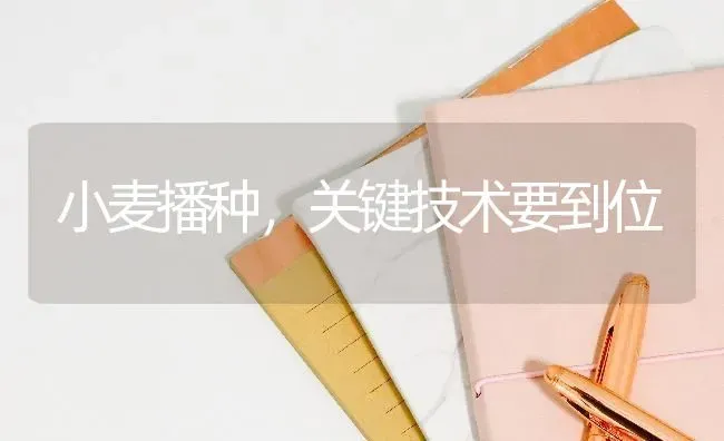 小麦播种，关键技术要到位 | 粮油作物种植