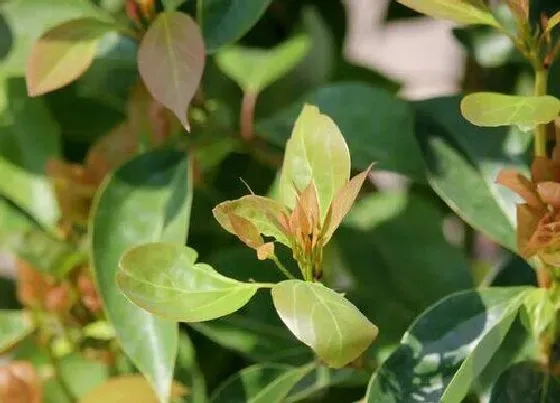 植物种类|樟树是被子植物吗