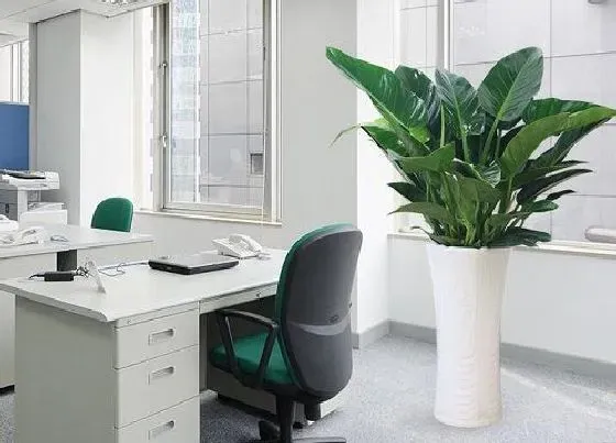 植物招财|绿公主金钻适合在家里养吗 绿公主金钻能养在室内吗