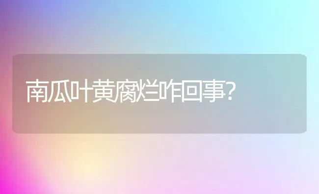 南瓜叶黄腐烂咋回事？ | 蔬菜种植