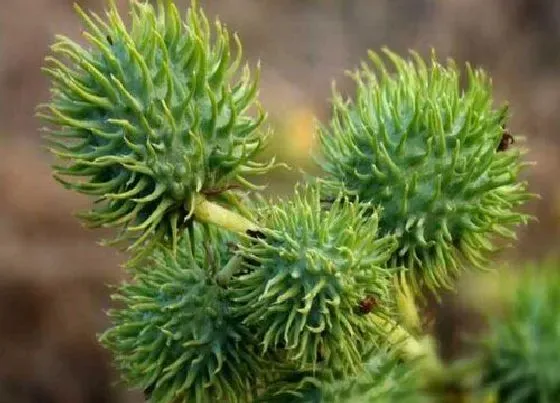 种植管理|蓖麻几月份种植合适
