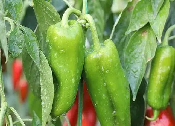 植物寓意|辣椒代表什么生肖