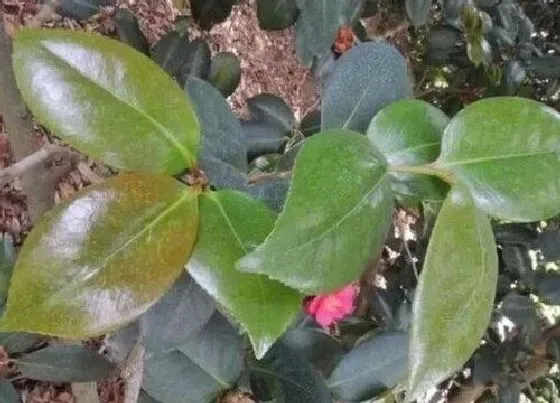 卷叶|茶花叶子卷曲原因与处理方法