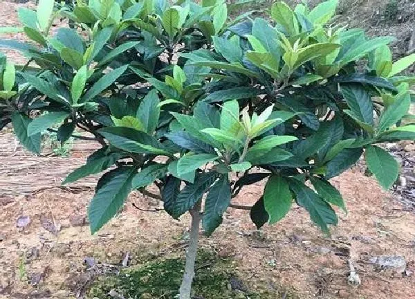 植物浇水|枇杷树多久浇一次水