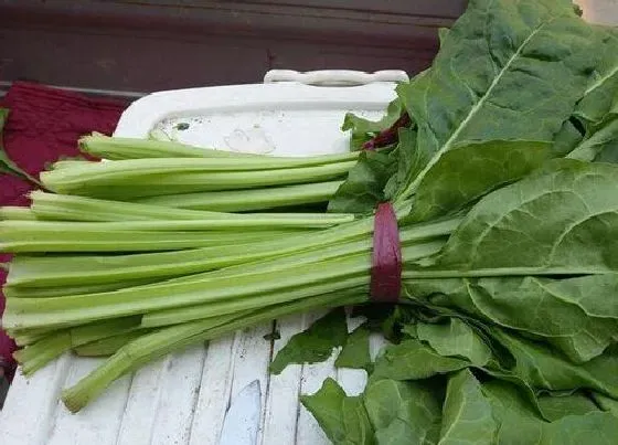 种植管理|牛皮菜适合什么季节种 一年四季都可以种吗