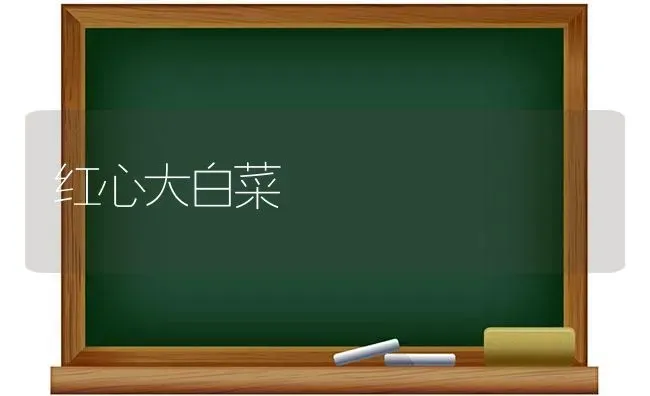 红心大白菜 | 蔬菜种植