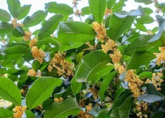 植物寓意|桂花的寓意和象征风水