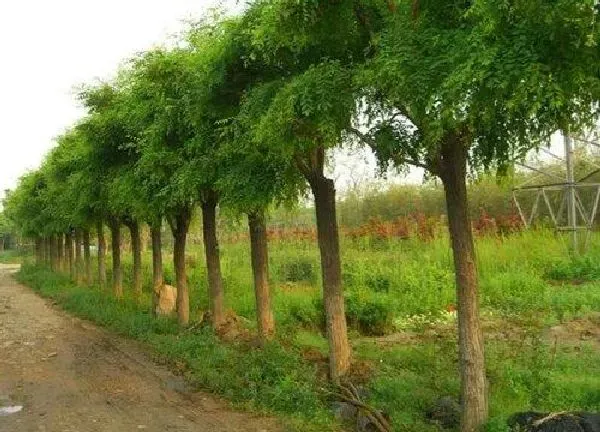 植物移栽|槐树什么时候移栽最好（槐树移栽时间和方法）