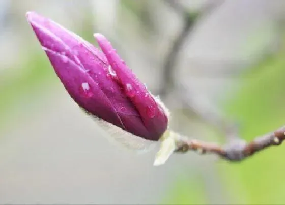 植物百科|玉兰花有几种颜色 分别是什么颜色（图片）