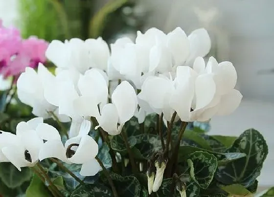 植物百科|仙客来是多年生还是一年生的植物