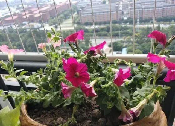 植物病害|矮牵牛花叶病症状及防治方法