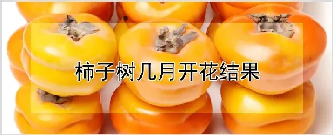 柿子树几月开花结果 | 耕种资料