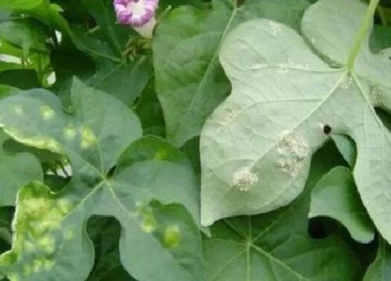 植物病害|矮牵牛花叶病症状及防治方法