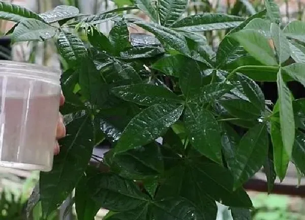 植物浇水|营养液可以浇发财树吗