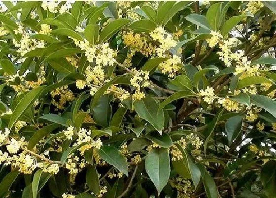 植物寓意|桂花的寓意和象征风水