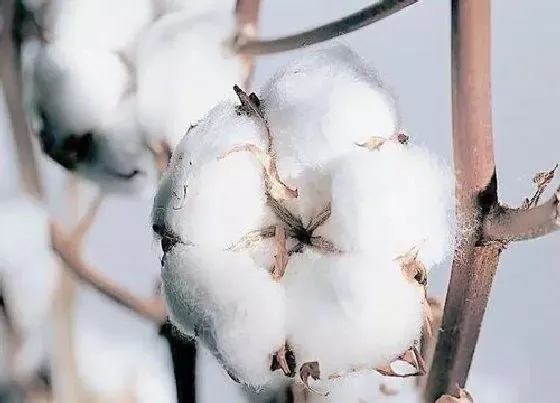 果实成熟|新疆的棉花什么时候采摘