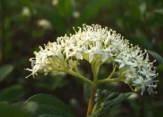 植物百科|红瑞木开花吗 开花什么样子