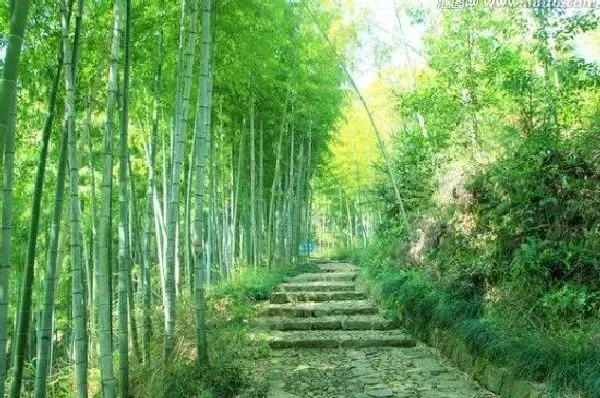 风水百科|院子里种竹子有什么说法吗（竹子适合种在院子的什么位置）