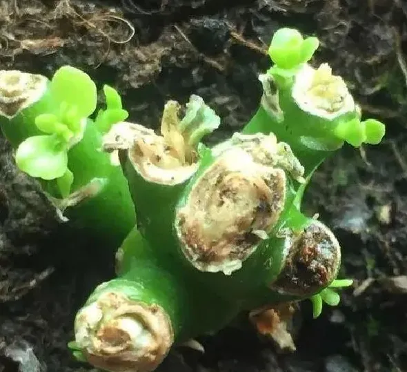 养殖方法|长寿花老桩可以剪秃吗（长寿花剪了留下老桩还能发芽吗）