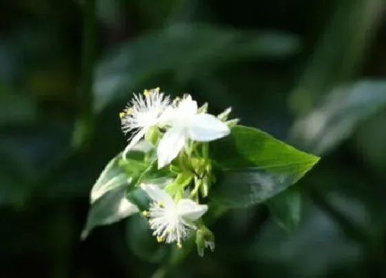 植物修剪|白花紫露草怎么修剪方法