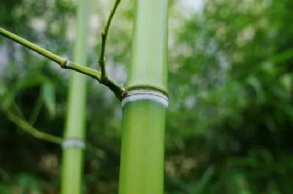 风水百科|院子里种竹子有什么说法吗（竹子适合种在院子的什么位置）
