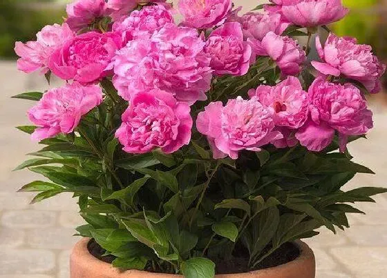 生长环境|芍药生长环境条件及特点